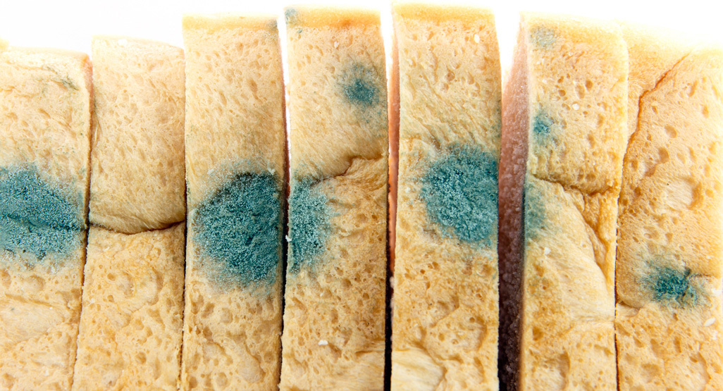 Is Green Mold on Food Dangerous?